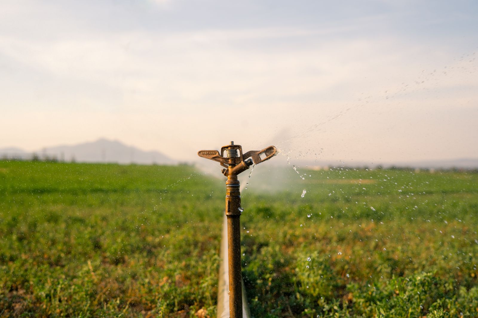 Impianto di irrigazione a pioggia in un campo coltivato, immagine simbolica del riuso agricolo delle acque reflue trattate ad Argelès-sur-Mer