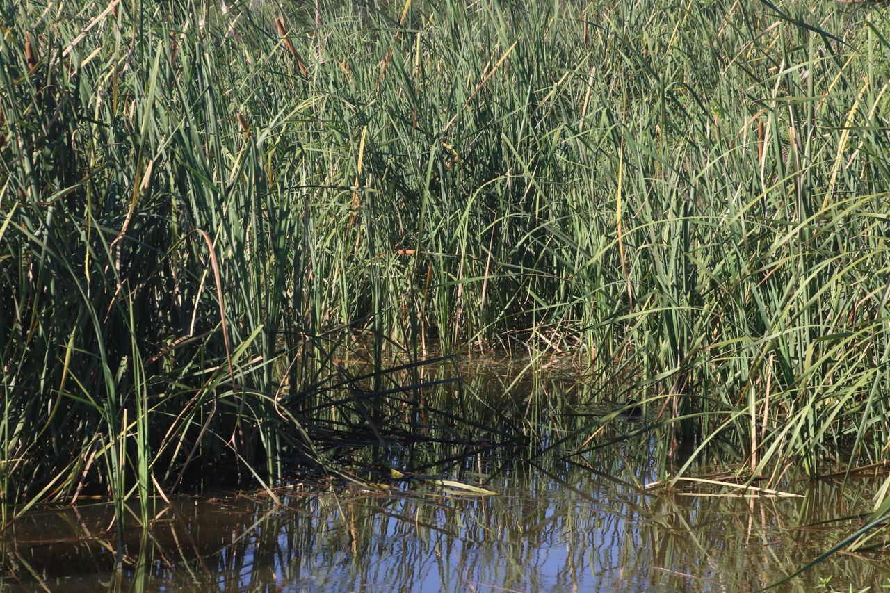 Zona umida con canne e riflessi d'acqua, immagine simbolica delle zone umide artificiali usate nel progetto europeo DECIRE-WATER per il trattamento decentralizzato delle acque reflue