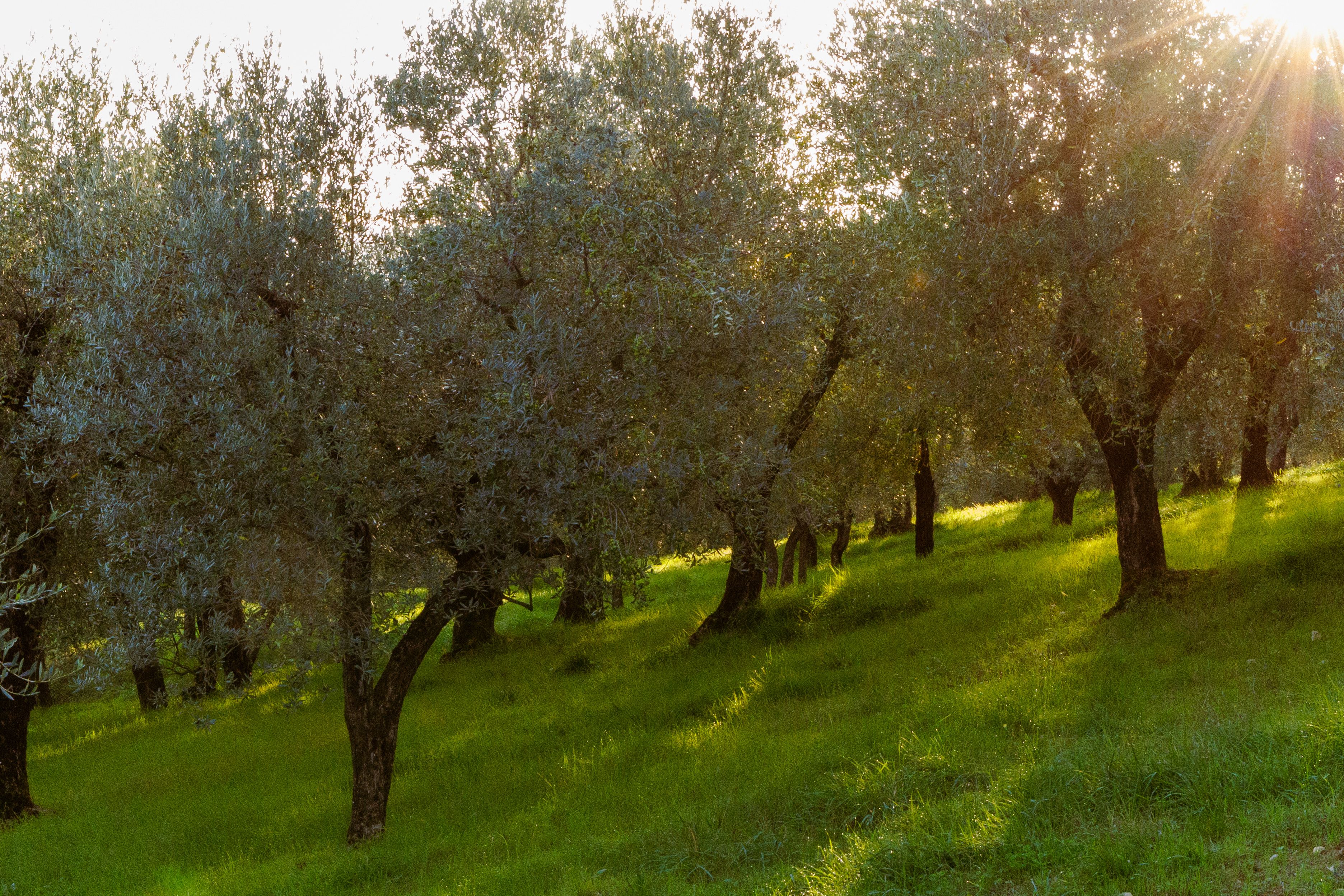 Oliveto pugliese illuminato dal sole, immagine simbolica degli ulivi resistenti alla Xylella irrigati con acque reflue depurate nel progetto Eco Flow a Gallipoli