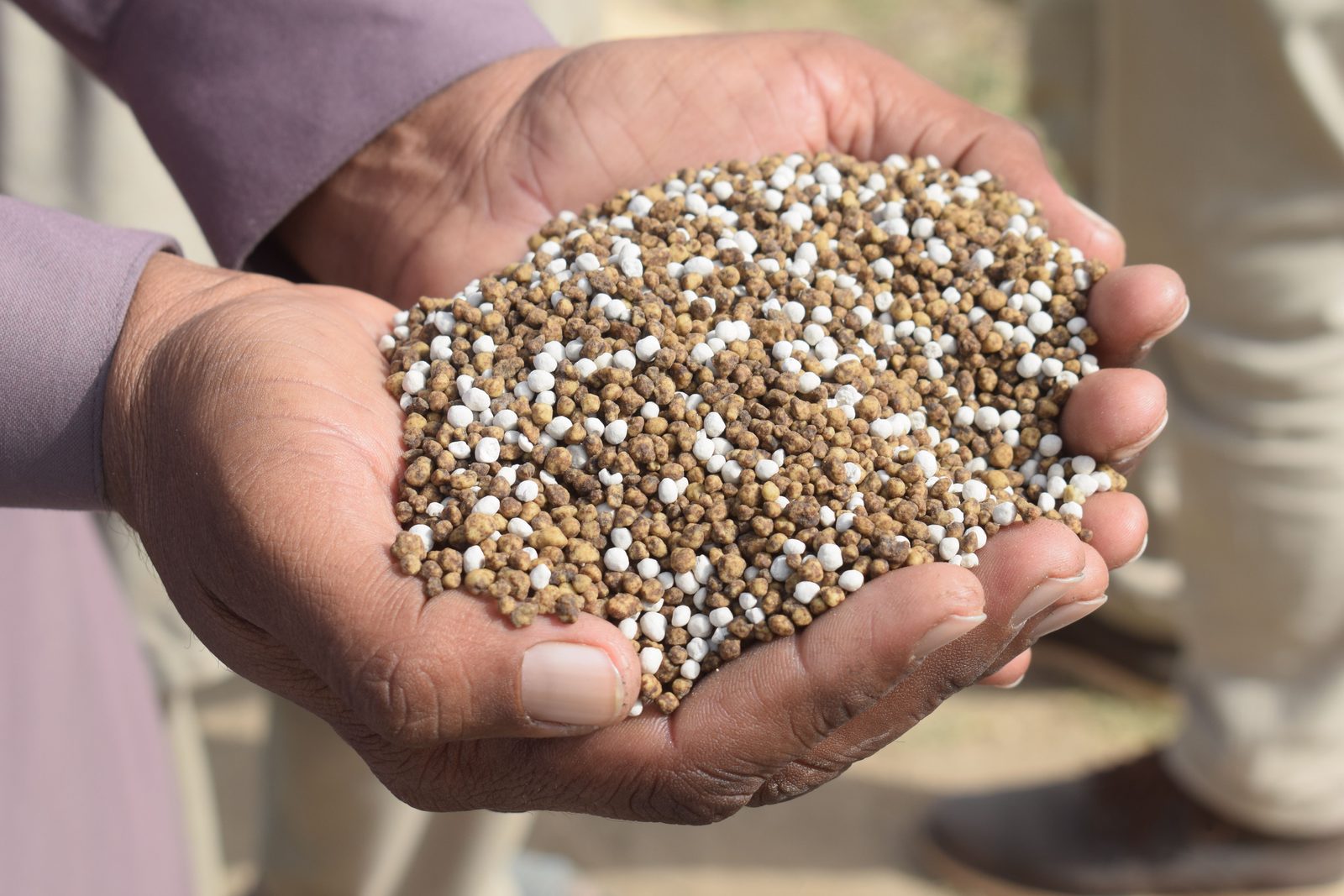 Mani che tengono granuli di fertilizzante all'aperto, immagine simbolica della sperimentazione LandFeed sui biofertilizzanti da scarti e cenere vulcanica in Sicilia