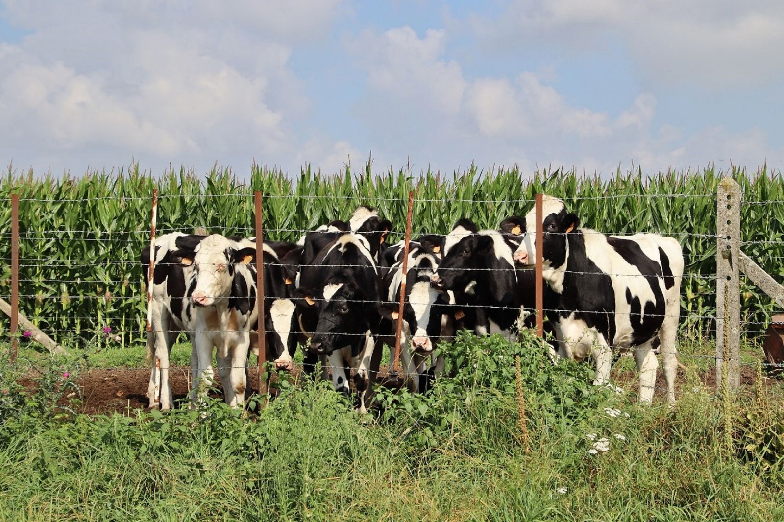 Mandria di vacche al pascolo in un'azienda agricola, immagine simbolica dei reflui zootecnici che alimentano l'impianto a biometano della cooperativa Agrisfera a Mandriole, Ravenna