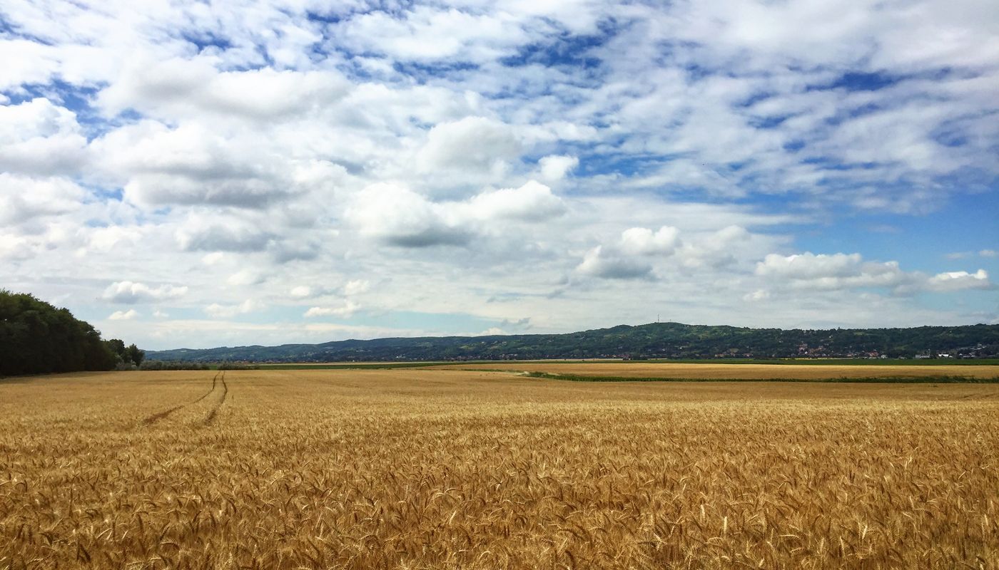 Campo di cereali maturi sotto un cielo azzurro, immagine simbolica dei terreni agricoli coinvolti nel progetto di agricoltura rigenerativa Navarra 360 in Spagna
