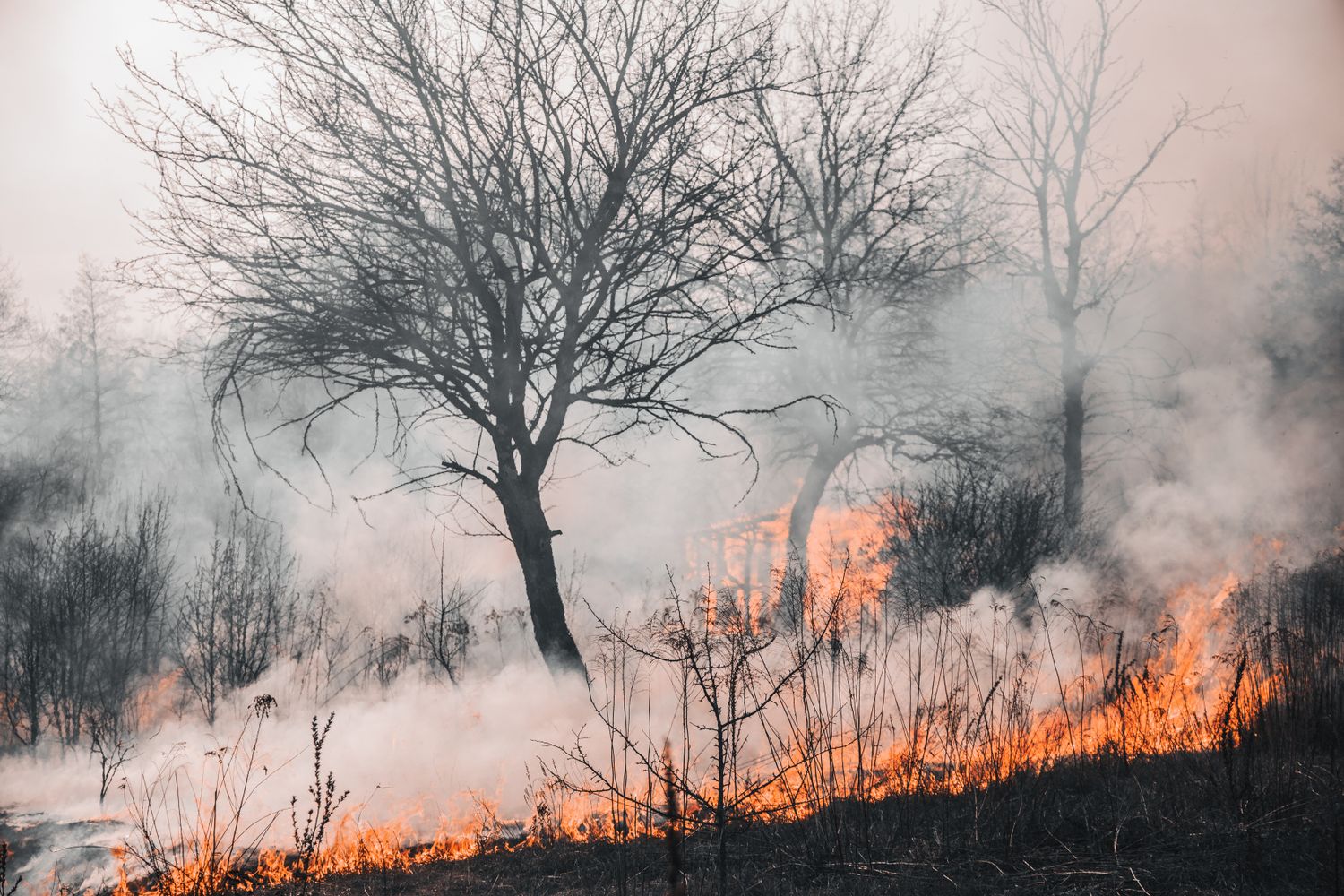 Incendio boschivo con fumo denso tra gli alberi