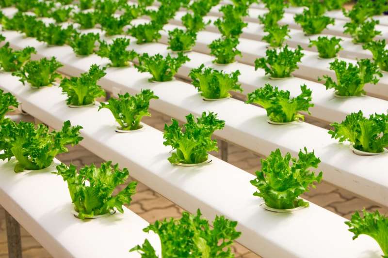 Coltivazione di verdure a foglia verde in agricoltura sostenibile