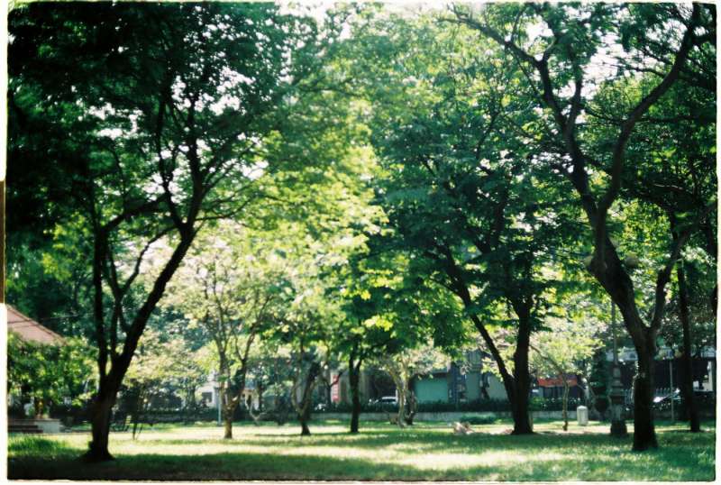 Parco urbano con alberi e vegetazione in estate, immagine simbolica del Giardino Primaro di Argenta