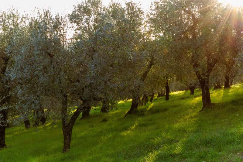 Oliveto pugliese illuminato dal sole, immagine simbolica degli ulivi resistenti alla Xylella irrigati con acque reflue depurate nel progetto Eco Flow a Gallipoli