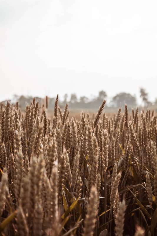Campo di cereali dorato al tramonto, immagine simbolica dei campi di orzo fertilizzati con il pellet ricavato dall'urina raccolta ai festival nel progetto europeo P2GreeN a Gotland