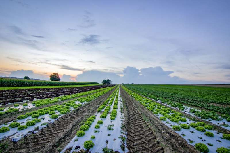 Campo di ortaggi biologici in file ordinate