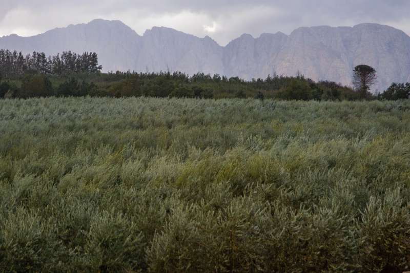 Uliveto mediterraneo, fonte di residui della filiera dell'olio usati come materia prima per biopolimeri