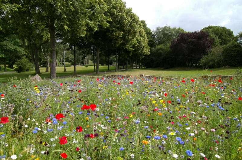 Prato fiorito di fiori selvatici in un parco urbano, simbolo dei giardini per impollinatori di Valencia
