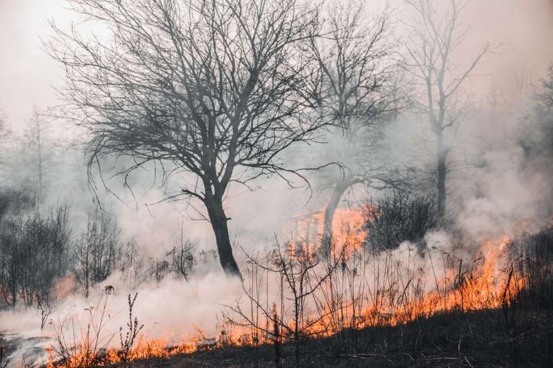 Incendio boschivo con fumo denso tra gli alberi