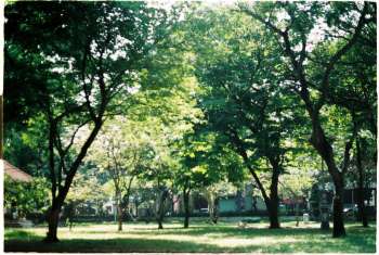 Parco urbano con alberi e vegetazione in estate, immagine simbolica del Giardino Primaro di Argenta