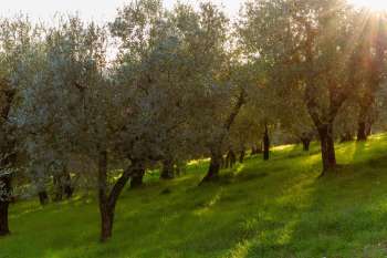 Oliveto pugliese illuminato dal sole, immagine simbolica degli ulivi resistenti alla Xylella irrigati con acque reflue depurate nel progetto Eco Flow a Gallipoli