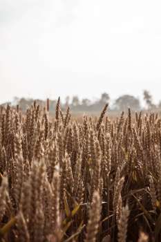Campo di cereali dorato al tramonto, immagine simbolica dei campi di orzo fertilizzati con il pellet ricavato dall'urina raccolta ai festival nel progetto europeo P2GreeN a Gotland