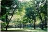 Parco urbano con alberi e vegetazione in estate, immagine simbolica del Giardino Primaro di Argenta