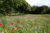 Prato fiorito di fiori selvatici in un parco urbano, simbolo dei giardini per impollinatori di Valencia