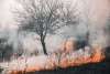 Incendio boschivo con fumo denso tra gli alberi